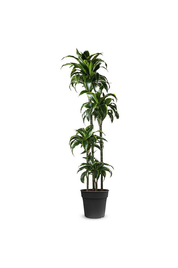 Dracena Dorado multi tribe XXL