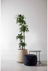 Dracena Dorado multi tribe XXL