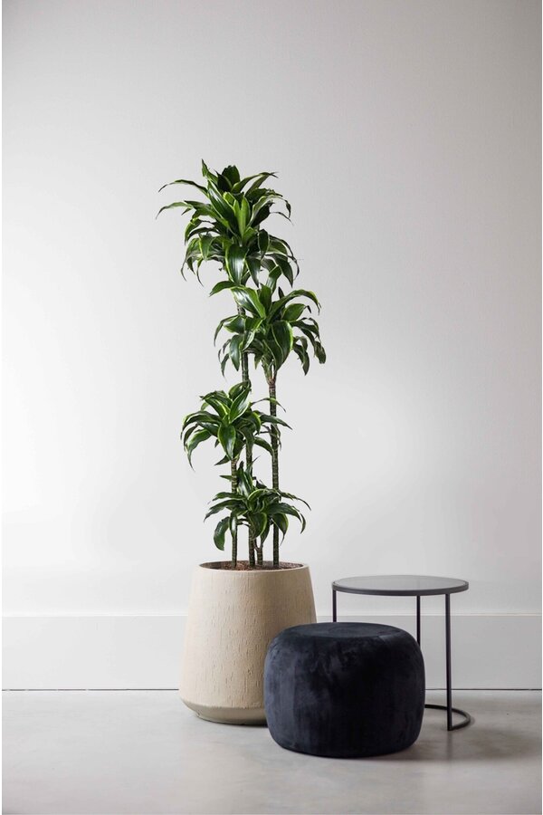 Dracena Dorado multi tribe XXL