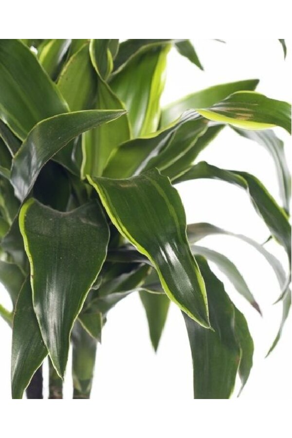 Dracaena Dorado multi tribe XXL