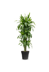 Dracaena fragrans