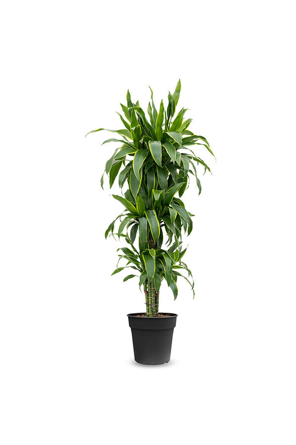 Dracaena fragrans
