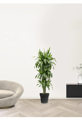Dracaena fragrans