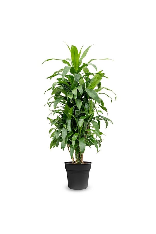 Dracaena Janet Craig XXL