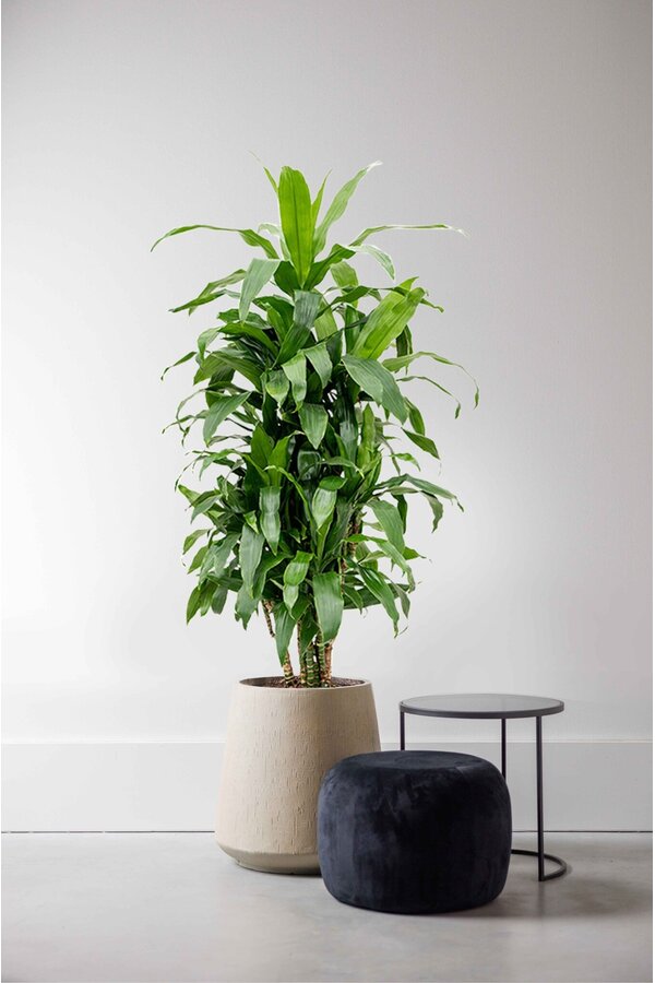 Dracaena Janet Craig XXL
