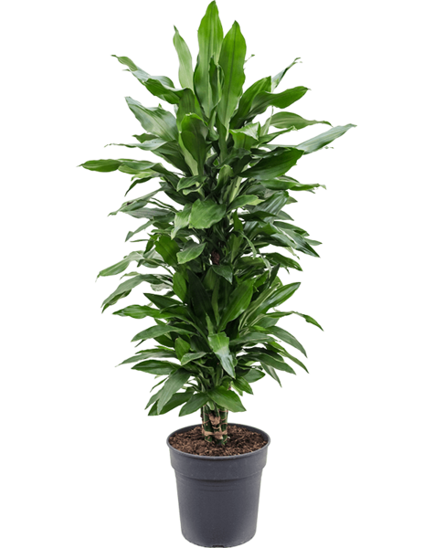 Dracena