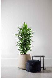 Dracaena Janet Lind XL