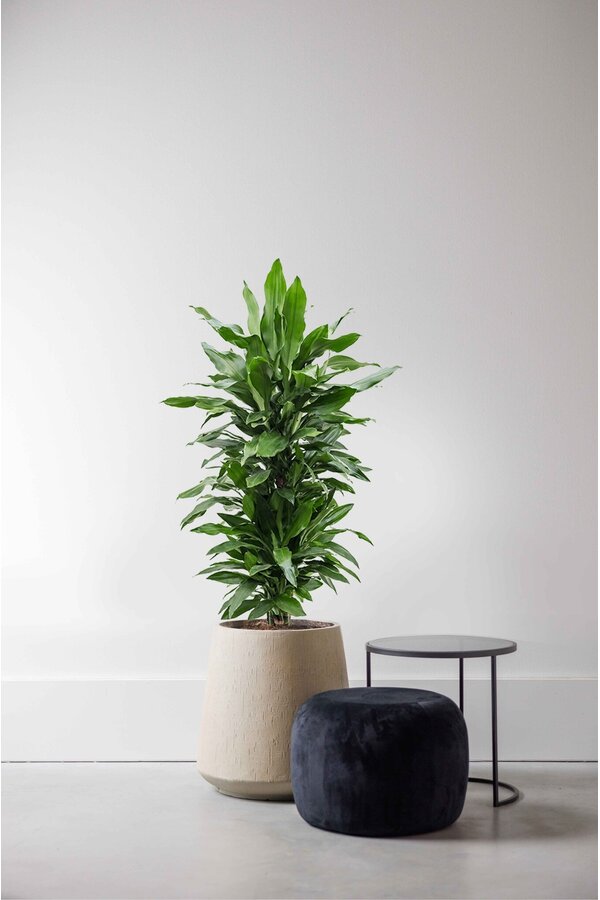 Dracaena Janet Lind XL