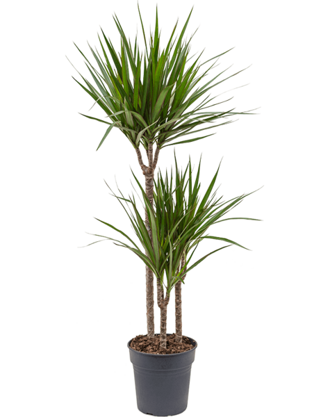 Dracena