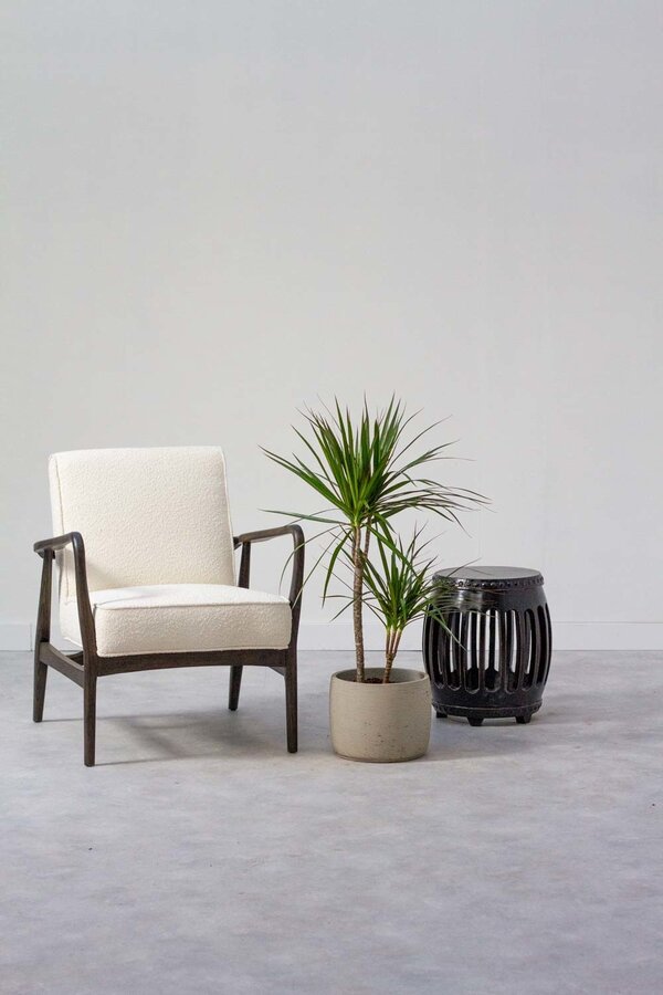 Dracena Marginata Multi Tribe XXL