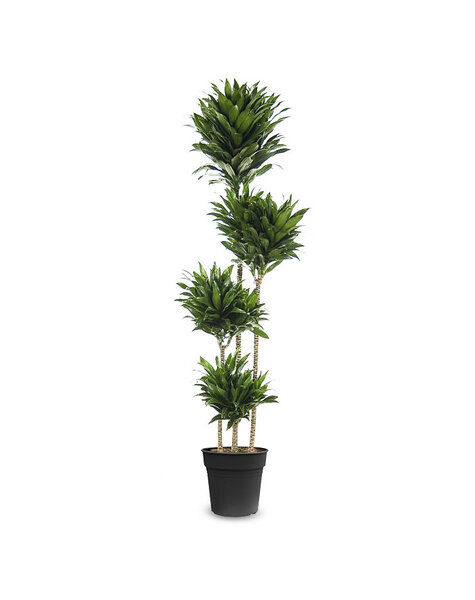 Dracena