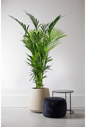 Palma kentia XXXXL