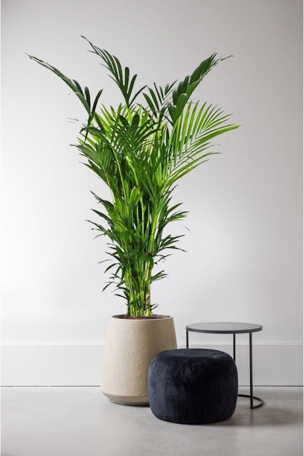 Palma kentia XXXXL