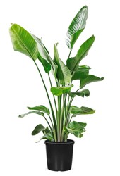 Strelitzia Nicolai M