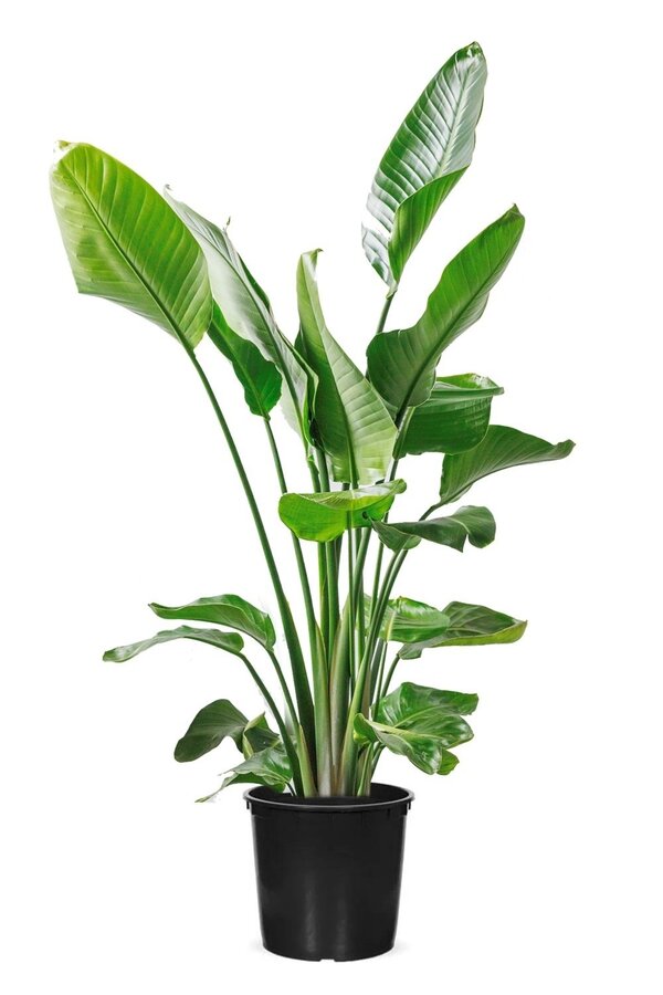 Strelitzia Nicolai M