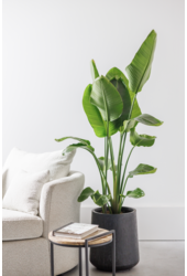 Strelitzia Nicolai M