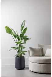 Strelitzia Nicolai M