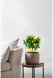 Drzewko pomarańczowe