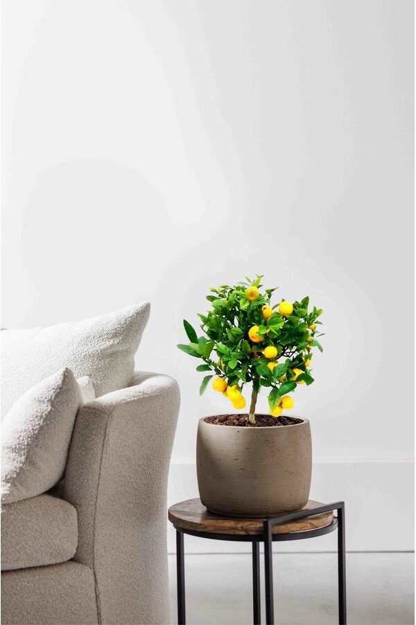 Drzewo pomarańczowe