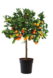 Drzewo pomarańczowe M