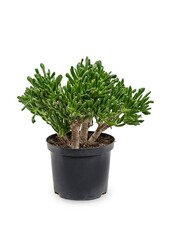 Crassula Horntree L