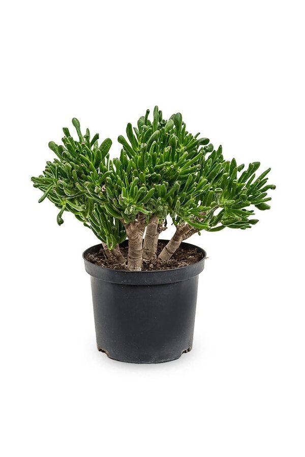 Crassula Horntree L