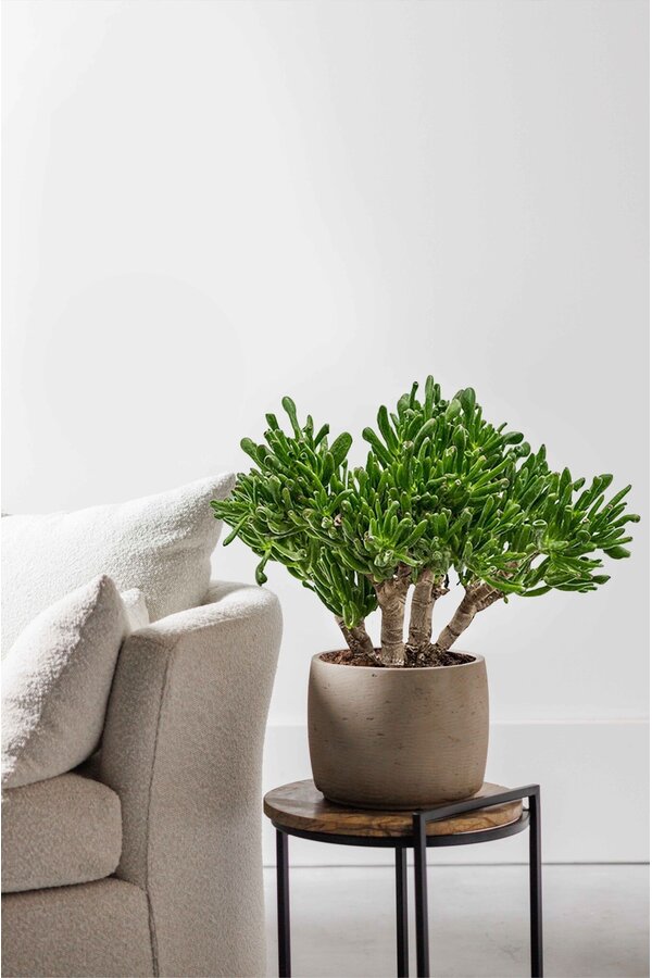 Crassula Horntree L