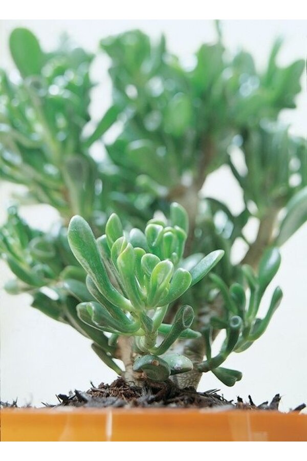 Crassula Horntree L