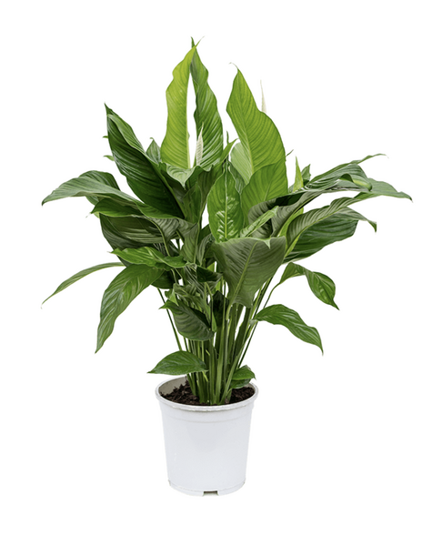 Spathiphyllum