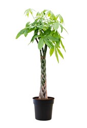 Pachira Aquatica Pleciona S