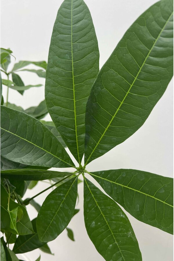 Pachira Aquatica Pleciona S