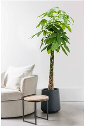 Pachira Aquatica Pleciona L