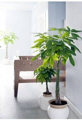 Pachira Aquatica Pleciona L