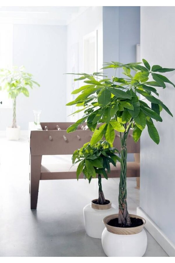 Pachira Aquatica Pleciona L