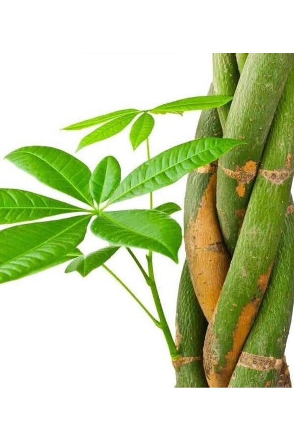 Pachira Aquatica Pleciona L