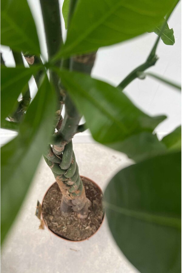 Pachira Aquatica Pleciona L