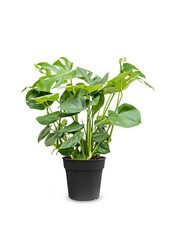 Monstera Bush L