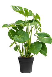 Monstera Bush M
