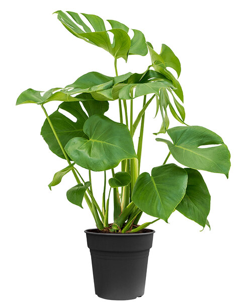 Monstera