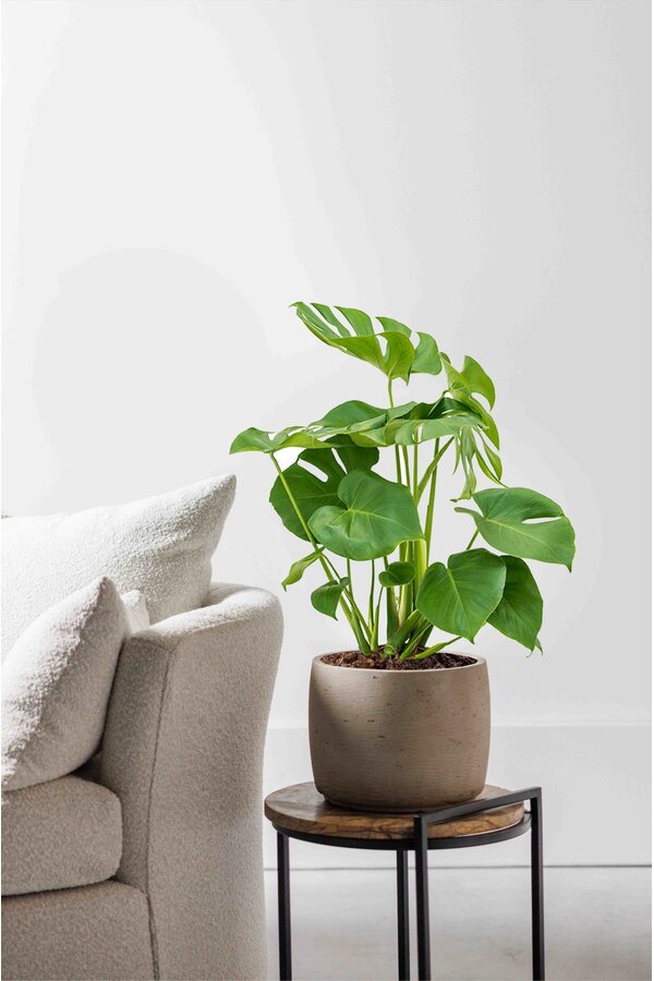 Monstera Dziurawa Krzew M