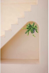 Aeschynanthus Lobbianus Twister