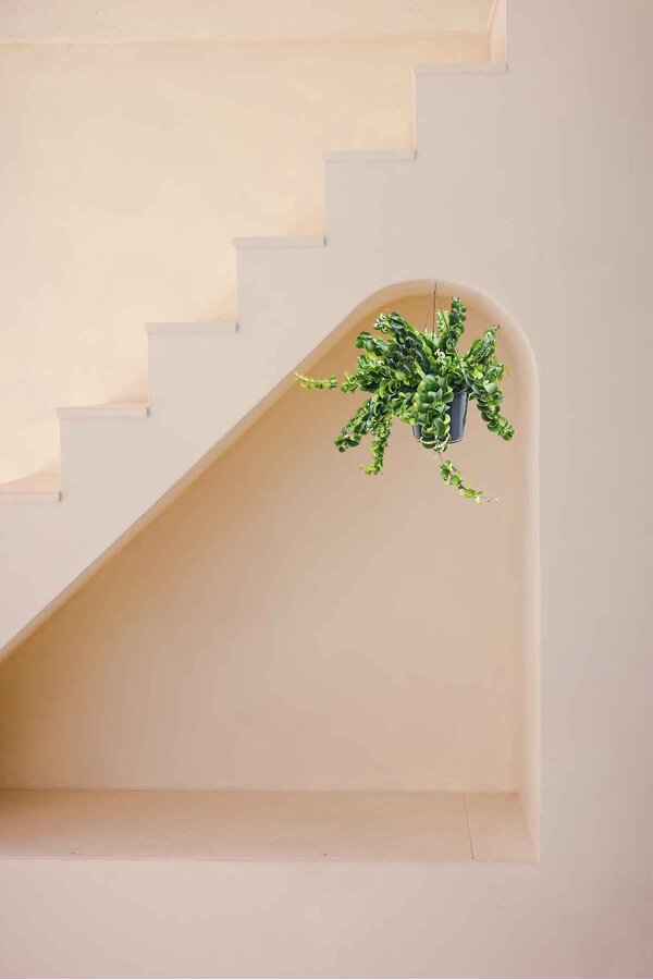 Aeschynanthus Lobbianus Twister