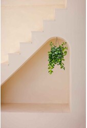 Aeschynanthus Lobbianus Mona Lisa