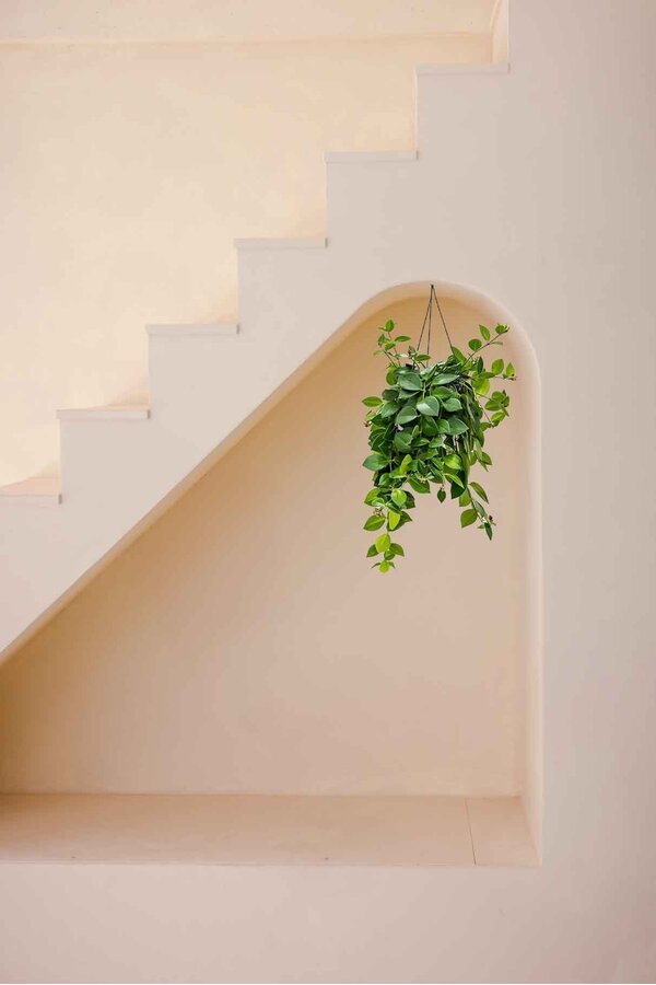 Aeschynanthus Lobbianus Mona Lisa