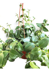 Aeschynanthus Lobbianus Mona Lisa