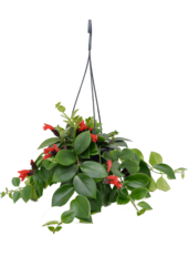 Aeschynanthus Lobbianus Mona Lisa