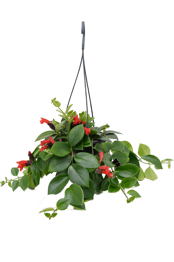 Aeschynanthus Lobbianus Mona Lisa