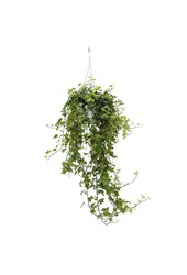 Hedera Helix Pittsburgh