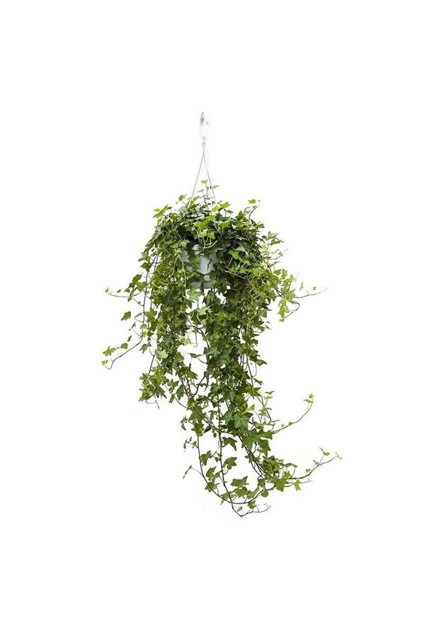 Bluszcz pospolity Pittsburgh