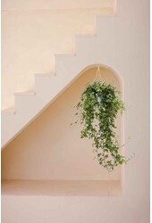 Hedera Helix Pittsburgh